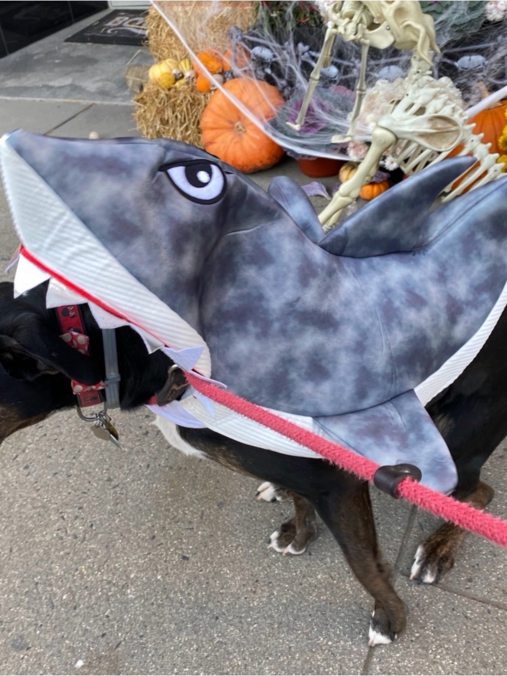 Shark Dog Costume Pets Halloween gray grey Jaws large